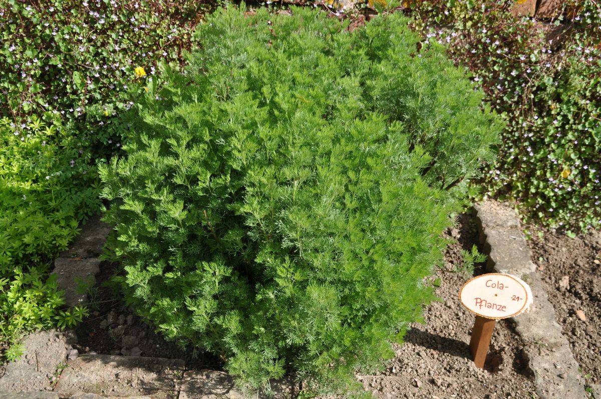 21Colapflanze Ottberger Klostergarten e.V.